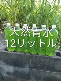 天然青水 12リットル メダカ飼育 繁殖用のサムネイル