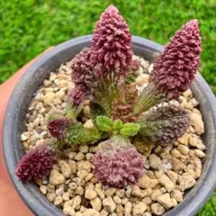 ドリアン苗 レア品種 Durio Graveolens苗 Durio graveolens Red(ドゥリオ・グラベオレンス)苗[レッド・ドリアン