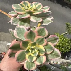 アエオニウム 燕姿錦 カット苗 - メルカリ
