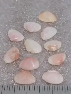 貝殻 ≪微小貝≫クチベニデ(クチベニガイ科)