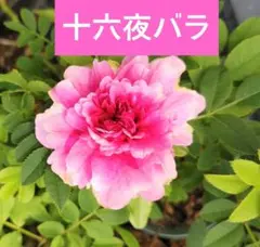 ごん様 リクエスト 3点 まとめ商品