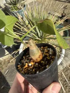 tyrone様 リクエスト 2点 まとめ商品