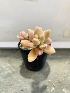 多肉植物☆秋麗☆2苗☆根付き苗☆白棒