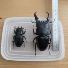 オオクワガタ山梨県産♂♀標本 - メルカリ