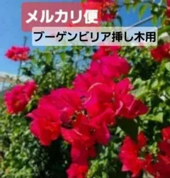 2025年最新】ブーゲンビリア 苗の人気アイテム - メルカリ