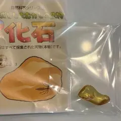 2026年最新】国立科学博物館の人気アイテム - メルカリ