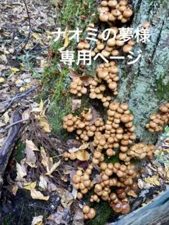 天然なめこ 粒 専用ページ