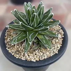 X-17多肉植物 アガベ笹の雪 ダルマ笹の雪 濃白株 字株110株同梱