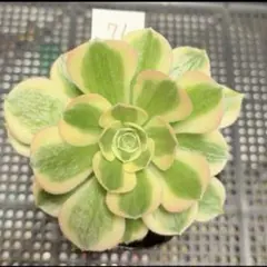 28#観葉植物アエオニウム❤️サラダボール❤️1大頭1小頭17cm 拔き苗
