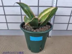 サンスベリア Sansevieria Mingmanee v B - メルカリ