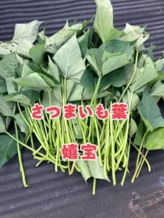 鹿児島県産 シルクスイート差し苗 200本 - メルカリ