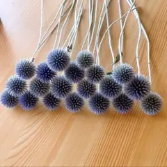 ⭐️ルリタマアザミ❇️ベッチーズブルー❣️のサムネイル