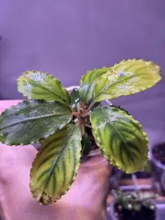 Bucephalandra sp.Emerald 中サイズ水上株 - メルカリ