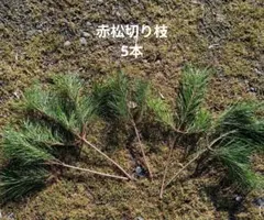 Item thumbnail for item 667ddd0b-3348-4c38-8aa4-1f06bccae308