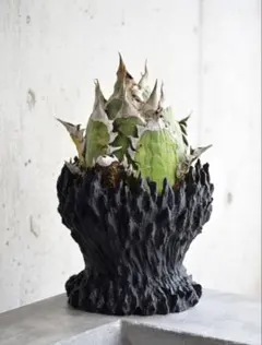 5号サイズ 3Dプリント鉢 3Dプリンター鉢 アガベ 塊根作家鉢