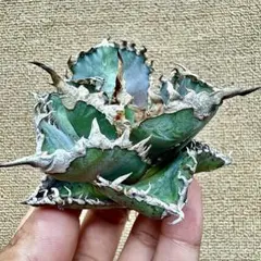 agave 'Illusion' TC【※発根済み】メルカリ史上初 極希少 Agave 'Illusion' TC株 - メルカリ