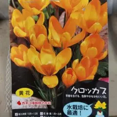 ぴょんぴょん様 リクエスト 2点 まとめ商品