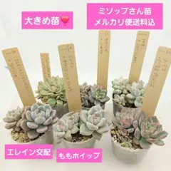 a*4様 ⑩大きめ ももホイップ❣️ミニマカロン交配❣️桃コロ❣️発根済6苗メル