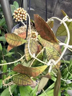 ホヤ カリストフィラ 花座付き - メルカリ