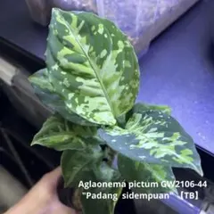 アグラオネマ トリカラー スプラトゥーン アグラオネマ トリカラー スプラトゥーン