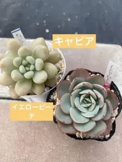 みんみん様 リクエスト 4点 まとめ商品