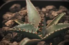 2025年最新】エボリスピナ bb ハイブリッドの人気アイテム - メルカリ