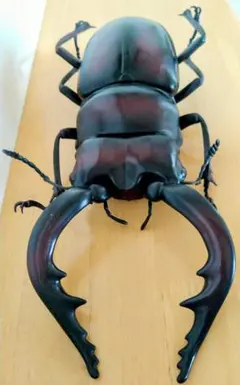激レア 特大コーカサスオオカブト 標本 カブトムシ 値下げ - メルカリ
