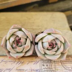 JURI様 リクエスト 2点 まとめ商品