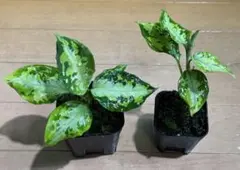 2025年最新】アグラオネマ ピクタムの人気アイテム - メルカリ