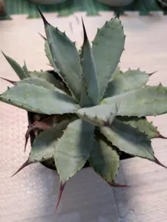 アガベハイブリッド 特白肌怒雷神×屈原 HU PLANTS直子株 メルカル便