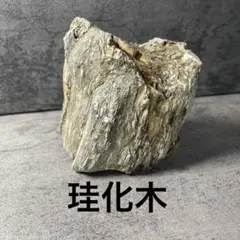 珪化木　木の化石　水槽　アクアリウム　テラリウム　古代魚の水槽　コレクションのサムネイル