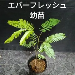 K！エバーフレッシュ　種　140粒　新鮮 観葉植物 エバーフレッシュ : plantlife - 通販 - Yahoo