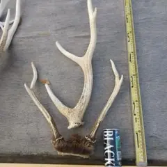 鹿の角 3本セット
