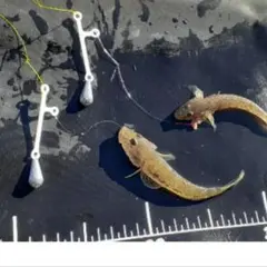 Item thumbnail for item 60565cfb-aeef-4c11-a011-16eb665fd70a