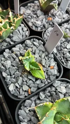 Loop PLANTSさんOteroi Seedling No.055 Loop PLANTSさんOteroi Seedling No.055 - メルカリ