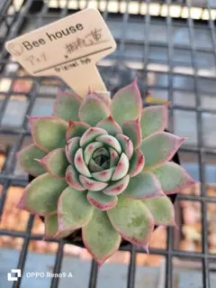 2025年最新】bee house 多肉の人気アイテム - メルカリ