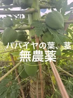 乾燥 パパイヤの茎 100g うさぎ モルモットのごはん おやつ ペット