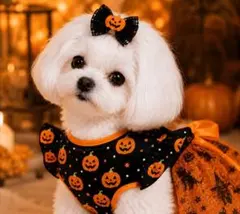 先取りハロウィン ワンピース ドッグウェア パンプキン Mサイズ新品 小型犬のサムネイル