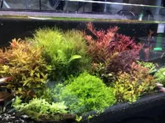 水草セット大盛り版