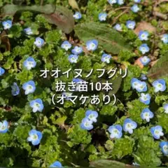 2026年最新】ノエビア 冬虫夏草の人気アイテム - メルカリ