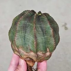 じゅん様 リクエスト 2点 まとめ商品