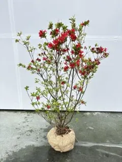 真紅 花時期には心を奪われる ホンキリシマツツジ 805 樹高90cm位 本