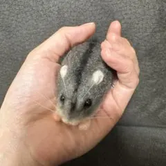 羊毛フェルト　ハムスター　ジャンガリアン　ハンドメイド　ぬいぐるみ