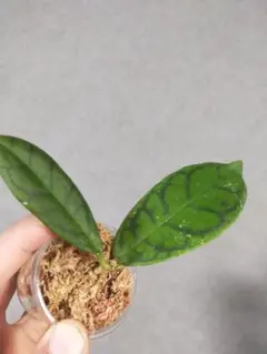ホヤ カリストフィラ 発根発芽済み苗 Hoya callistophylla Aのサムネイル
