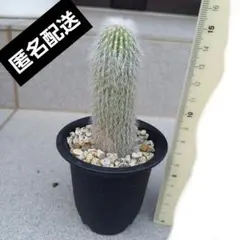 2025年最新】翁丸 サボテンの人気アイテム - メルカリ