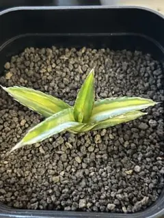 2026年最新】笹の雪 虎斑の人気アイテム - メルカリ