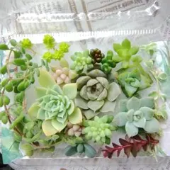 2026年最新】多肉植物 詰め合わせの人気アイテム - メルカリ