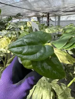 YMNK様 リクエスト 4点 まとめ商品