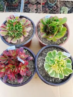 101 多肉植物 アエオニウム 小群生 抜き苗 4種セット