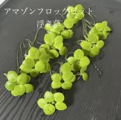 アマゾンフロッグビット 6株 無農薬 メダカ ビオトープ スネール発生